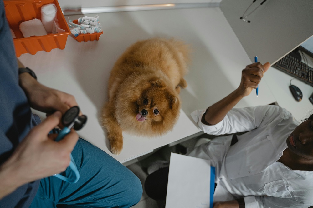 https://www.pexels.com/photo/a-pomeranian-over-the-diagnostic-table-inside-a-clinic-6235116/