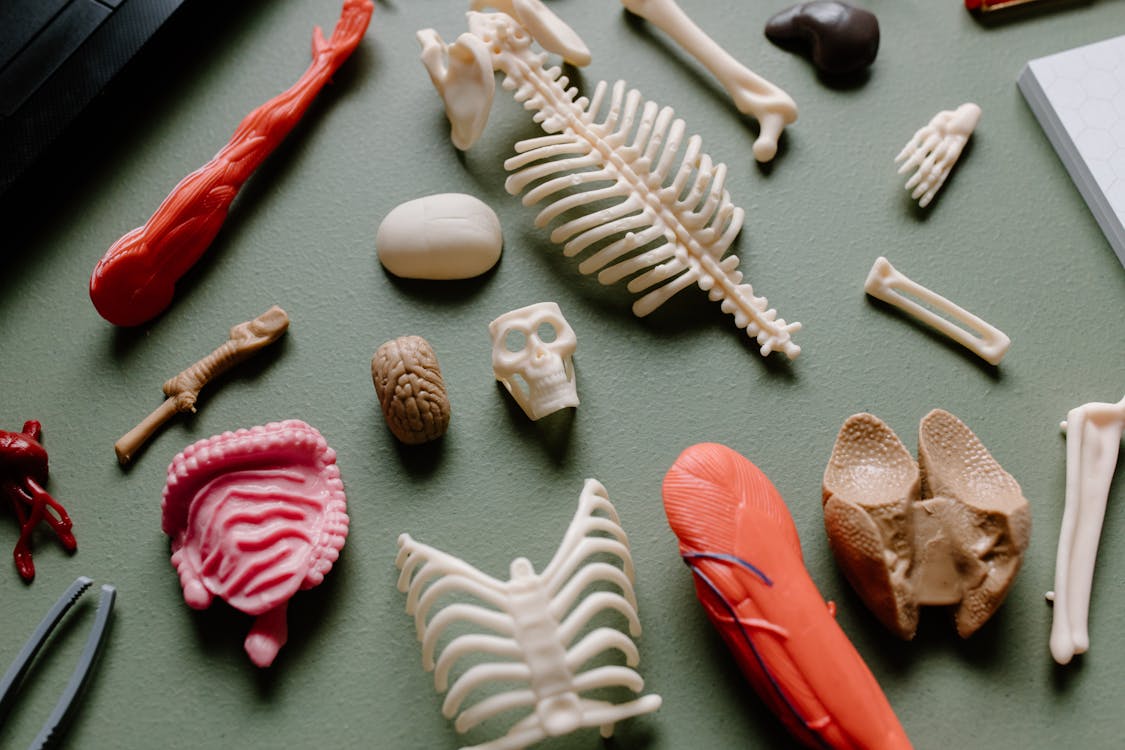 https://www.pexels.com/photo/red-and-white-sea-shells-7722912/